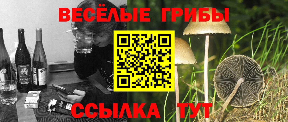 Псилоцибиновые грибы Psilocybe Ефремов